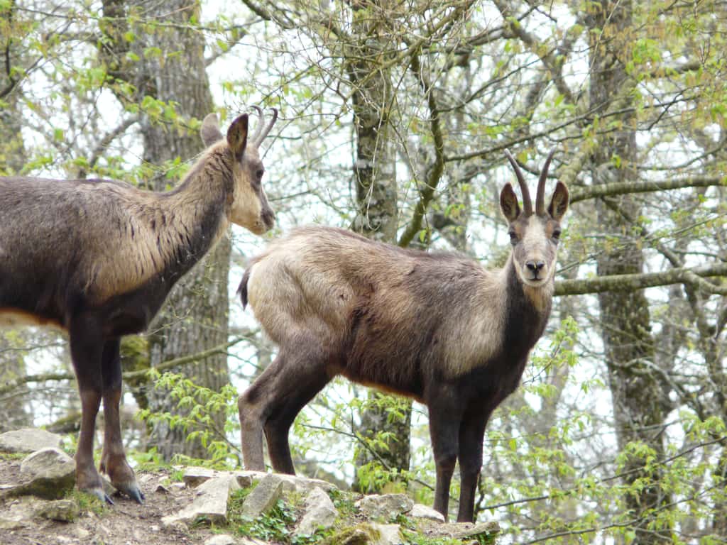 Définition Chamois Rupicapra rupicapra Isard